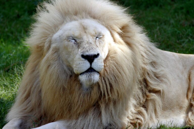 Lion's Mane for Memory Loss: Promising Research or Supplement Hype? - Featured image