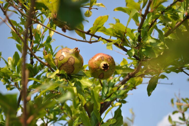 Pomegranate Fruit vs Pomegranate Juice: Which Has Better Human Evidence for Memory Loss? - Featured image