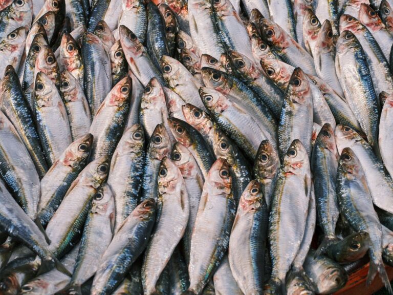 Salmon vs Sardines: Comparing Human Evidence for Brain Health - Featured image
