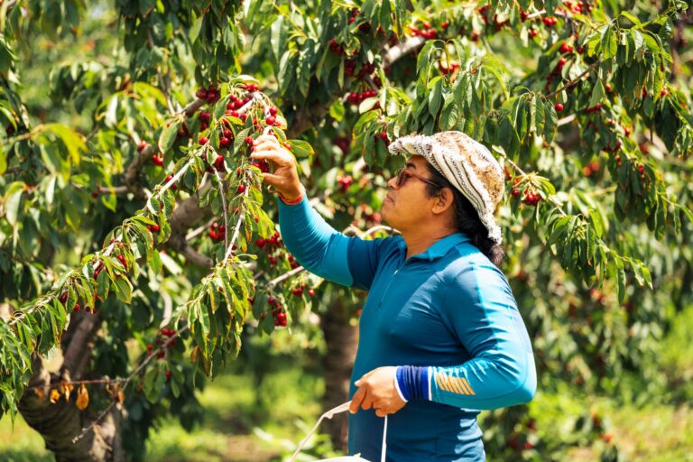 Tart Cherries for Memory Loss: What Human Dementia Research Actually Shows - Featured image