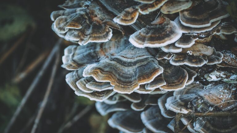 Turkey Tail Mushroom and Cognitive Decline: Research Findings vs Online Claims - Featured image