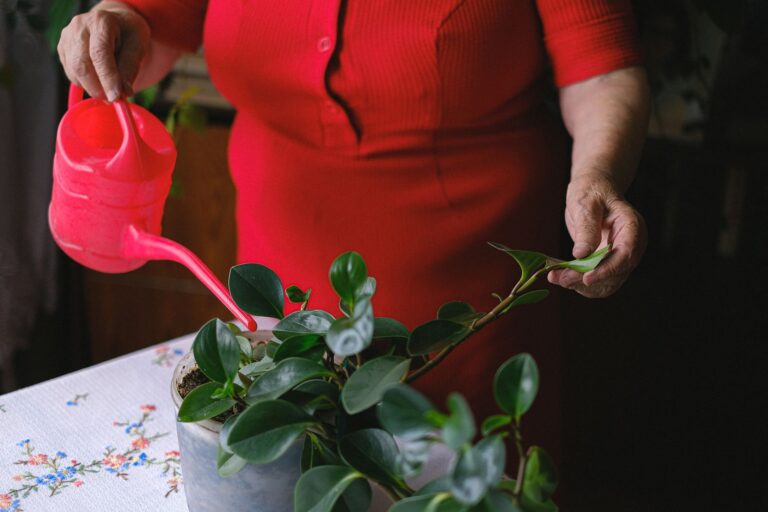 Watering a Familiar Garden: Why Small Moments Matter in Alzheimer's Care - Featured image