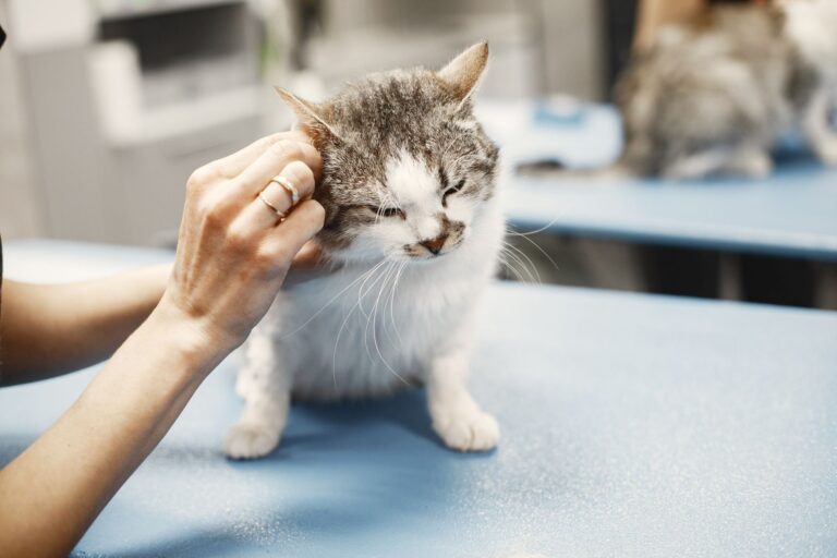 How Pet Visits Can Support Engagement in Dementia Care - Featured image