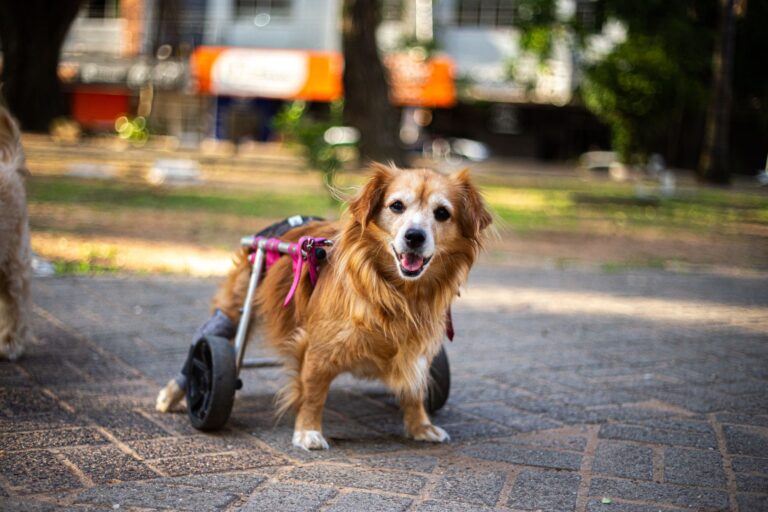 How Special Needs Trusts Works After an Alzheimer's Diagnosis - Featured image