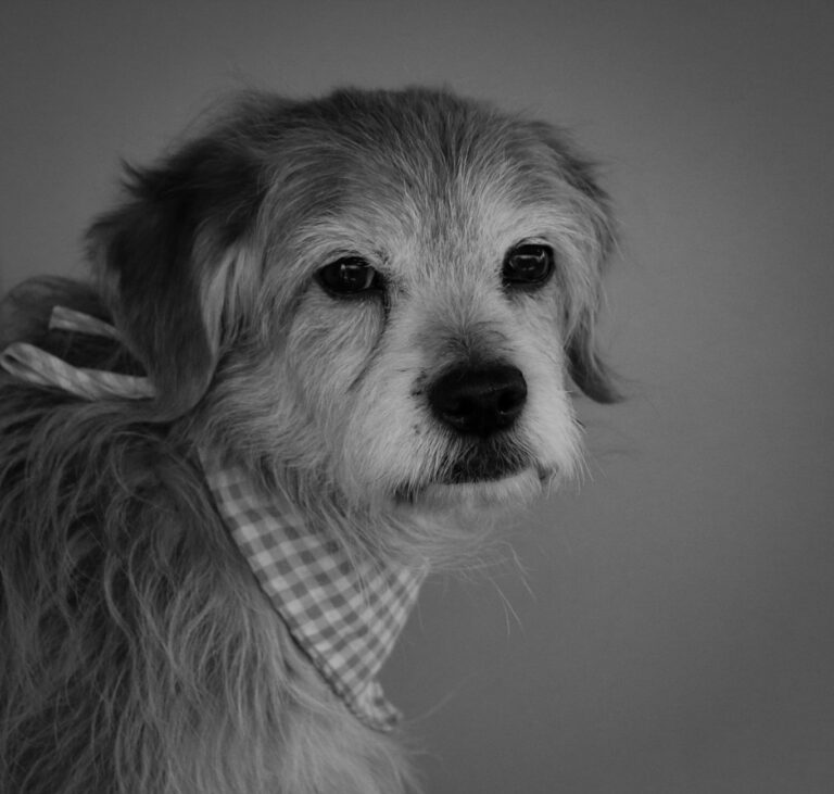 Pet Therapy for Dementia: Session Format, Goals, and Safety - Featured image